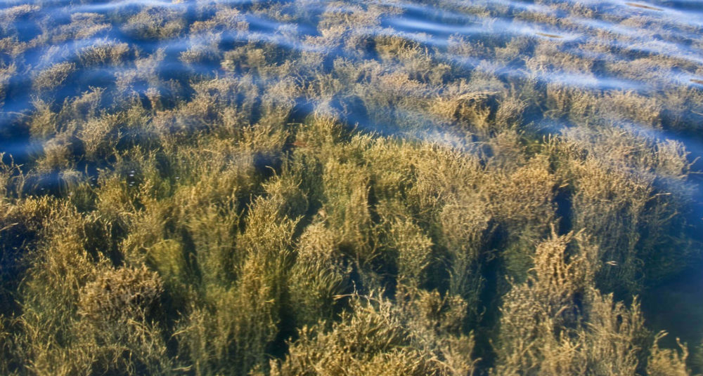 seaweed-algae