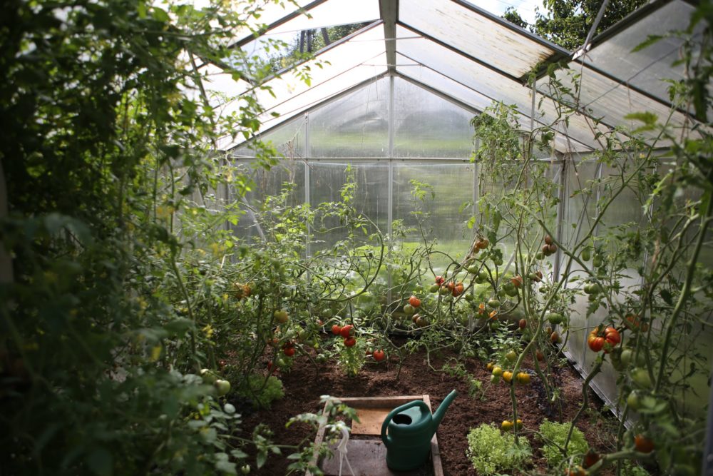 urban vegetable garden