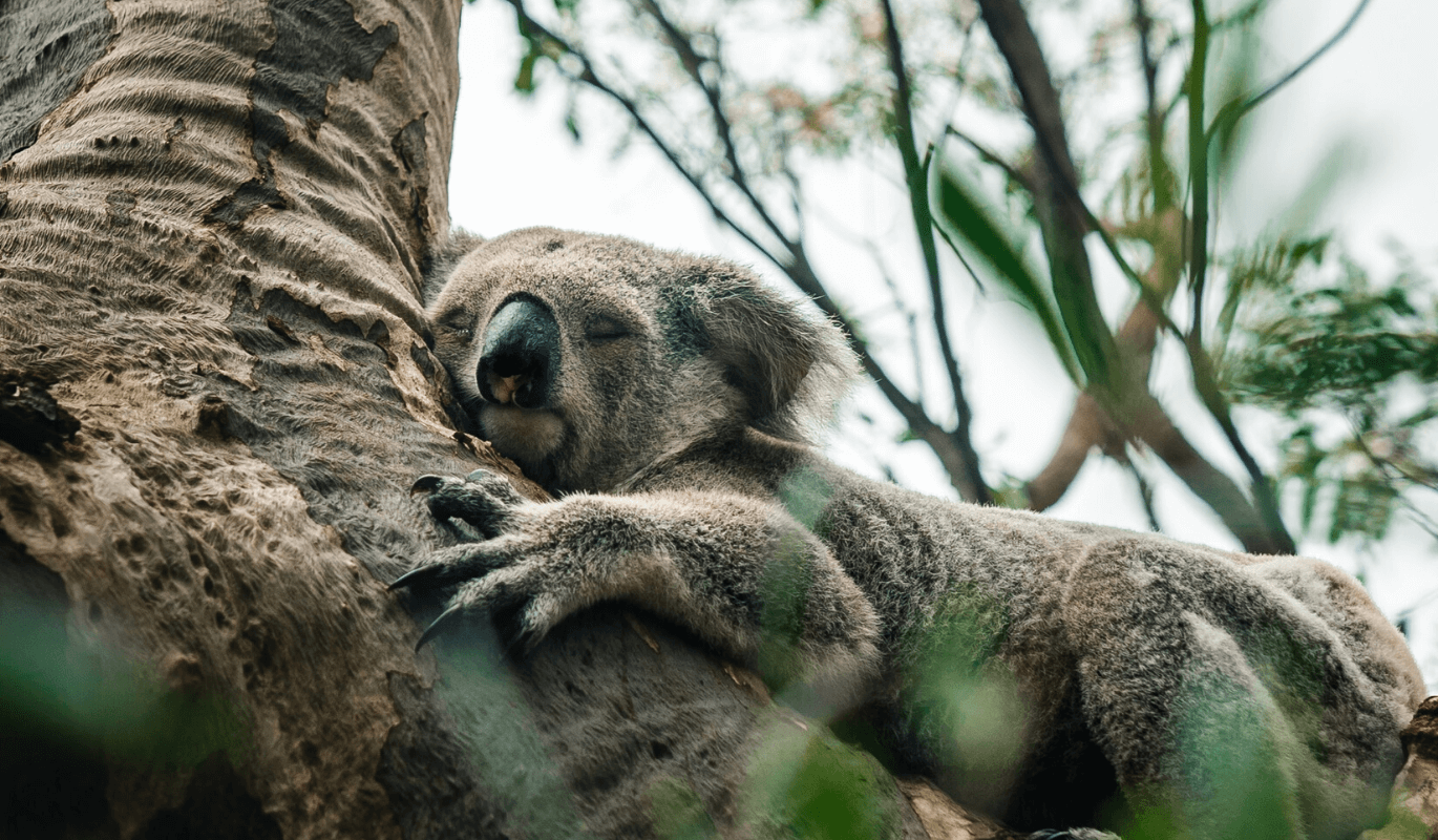 many uses of eucalyptus